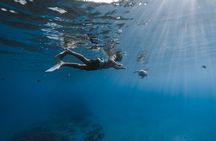 Private Whale Watching and Coastal Swimming Tour Honolulu