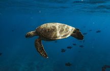 Private Whale Watching and Coastal Swimming Tour Honolulu