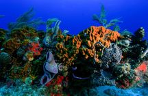 Discovery Scuba Diving !!
