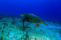 Local reef dives for certified divers