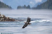 Full Day Whale Watching Campbell River