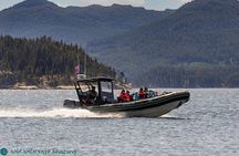Full Day Whale Watching Campbell River