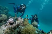 Romantic dive in the lagoon of Bora Bora. Private instructor on a shared boat
