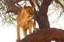 3-Day Masai Mara Air Safari.