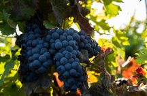 Vineyard tour with wine tasting and local products
