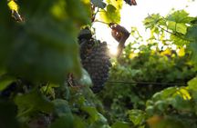 Vineyard tour with wine tasting and local products