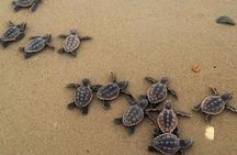 Turtle Release Playa Blanca