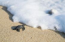 Turtle Release Playa Blanca
