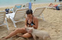 Swimming Pigs & Tour with Transportation to Rose Island