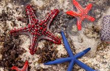 Starfish Beach; The Rock; Kuza Cave; Paje Beach; Salaam Cave Tour