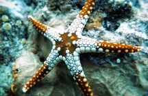 Starfish Adventure; The Rock; Paje Beach; Kuza Cave; Salaam Cave