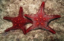 Starfish Beach; The Rock; Kuza Cave; Paje Beach; Salaam Cave Tour