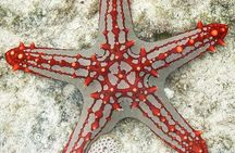 Starfish Adventure; Blue Lagoon Snorkeling; The Rock; Paje Beach; Jozani Forest