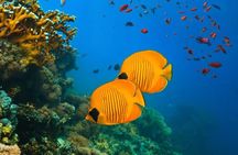 Snorkeling at Blue Lagoon; Starfish; The Rock Restaurant & Paje Beach