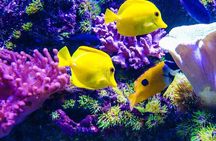 Snorkeling at Blue Lagoon; Starfish; The Rock Restaurant & Paje Beach