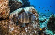 Discover Scuba Diving