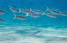 Discover Scuba Diving