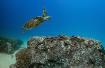 2 Tank Dive for Certified Divers Cabo San Lucas Marine Park