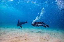 2 Tank Dive for Certified Divers Cabo San Lucas Marine Park