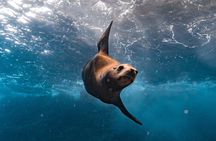2 Tank Dive for Certified Divers Cabo San Lucas Marine Park