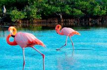 Wetlands Walking Tour in Isabela Island