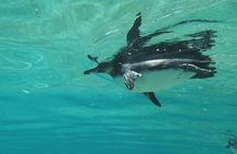 Day Tour to Isabela Island with Tintorera Islet, Snorkeling Wetlands & Flamingos