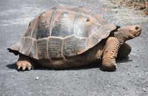 5 days excursion to Galapagos Islands with Snorkel and Volcanoes