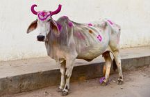 Golden Triangle Private Tour
