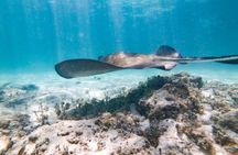 Reef Explorer Half Day Trip