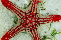 Starfish Adventure; The Rock; Paje Beach; Kuza Cave; Salaam Cave