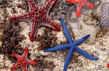 Starfish Adventure; The Rock; Paje Beach; Kuza Cave; Salaam Cave