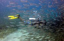 2 tank guided dive House Reef (Pierbaai Reef and Car Pile)