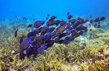 2 tank guided dive House Reef (Pierbaai Reef and Car Pile)