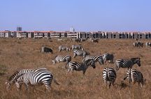  Nairobi National park sun rise game drive with pickup & drop-off