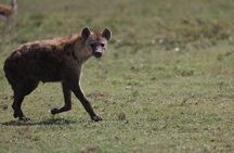 Private 3-Day Big Five Lodge Safari in Northern Tanzania