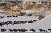 4-Days Serengeti Wildebeest Migration in Western Corridor Serengeti