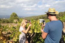 Penedes and Cava Winery Small Group Tour