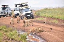 Nairobi National park, Giraffe center and Museum day tour