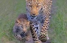 6 Days Amboseli,Lake Naivasha and Masai Mara Safari