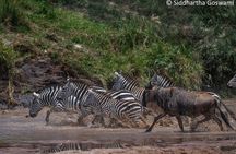 5 days Masai Mara Wildebeest migration safari