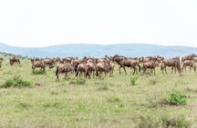 5 days Masai Mara Wildebeest migration safari