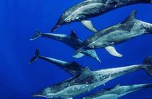 Private Dolphin Tour; Kuza Cave; Paje Beach; The Rock Restaurant; Jozani Forest