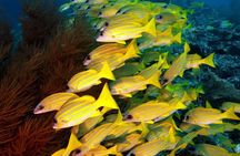 Mnemba Island Snorkeling; Jozani Forest Tour; Kuza Cave; Paje Beach; The Rock