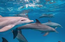 Private Dolphin Tour; Jozani Forest; Paje Beach; Kuza Cave & The Rock Restaurant