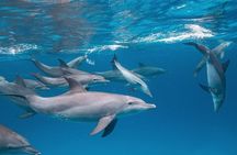 Private Dolphin Tour; Jozani Forest; Paje Beach; Kuza Cave & The Rock Restaurant