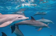 Dolphin Tour; Salaam Cave; Starfish Beach; The Rock; Kuza Cave