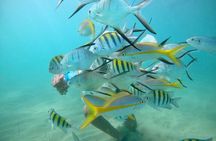 Guided Snorkeling adventure in San Juan 