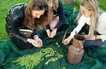 Raccolta delle olive e degustazione vini e olio con brunch ad Alcamo