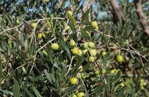 Raccolta delle olive e degustazione vini e olio con brunch ad Alcamo