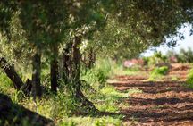 Raccolta delle olive e degustazione vini e olio con brunch ad Alcamo